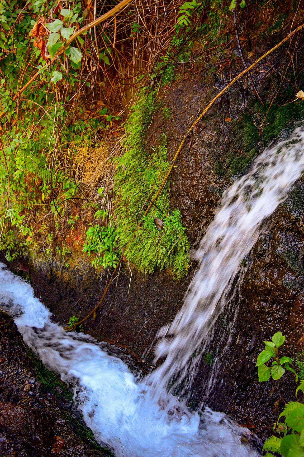 Las aguas que salen del manantial directamente de la roca se recogen en un canal que llega hasta Los Sauces, pasando por el bosque de Los Tilos - Taxi hacia el sendero de Marcos y Cordero