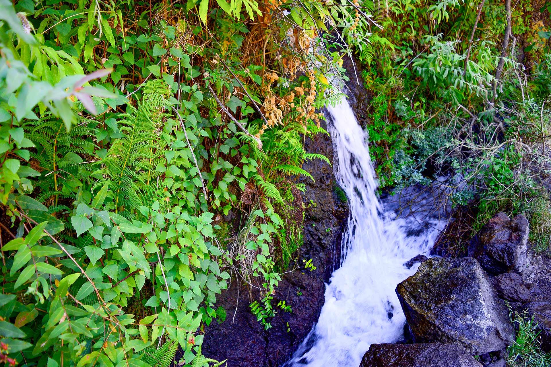 Las aguas que salen del manantial directamente de la roca se recogen en un canal que llega hasta Los Sauces, pasando por el bosque de Los Tilos - Taxi hacia el sendero de Marcos y Cordero