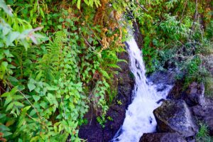 Das Wasser, das direkt aus dem Felsen aus der Quelle kommt, wird in einem Kanal gesammelt, der Los Sauces erreicht und durch den Wald Los Tilos führt - Taxi in Richtung Marcos y Cordero-Pfad