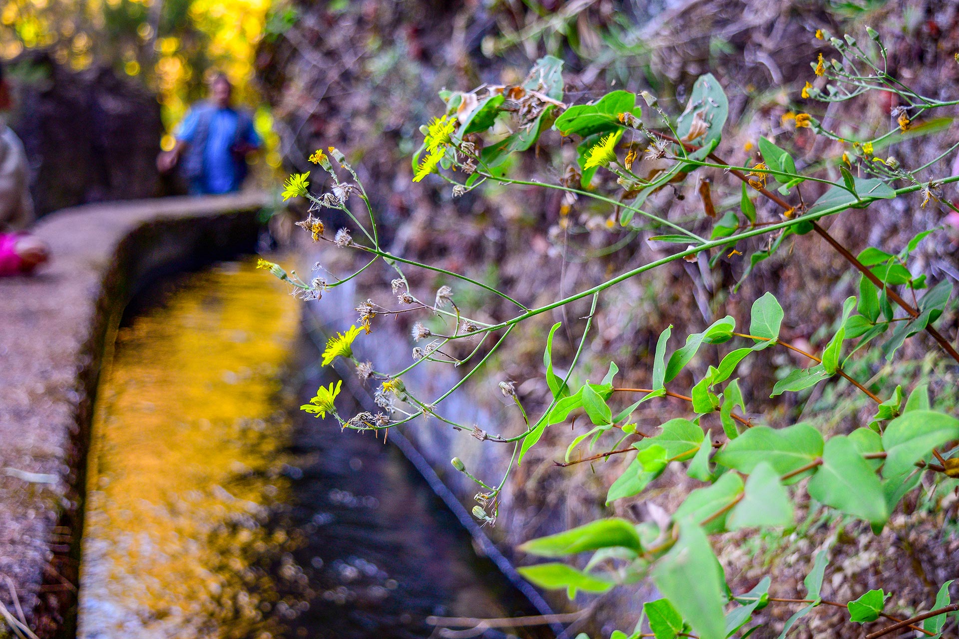 Ruta de taxi hacia el Sendero de Marcos y Cordero - Taxi a Marcos y Cordero · La Palma · Islas Canarias